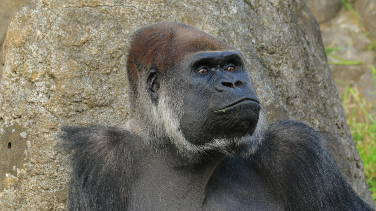 ゴリラ顔-旭川市芦別市 矯正歯科相談室